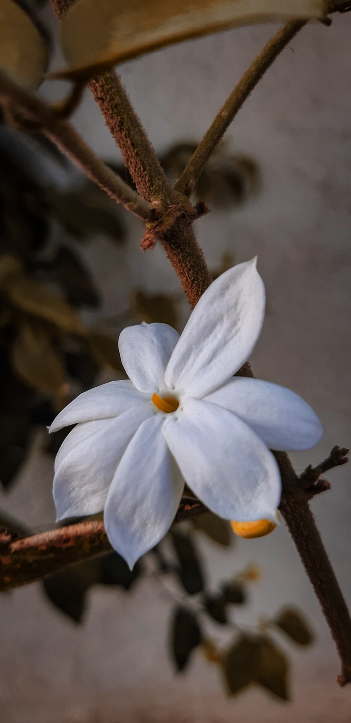 White Flower