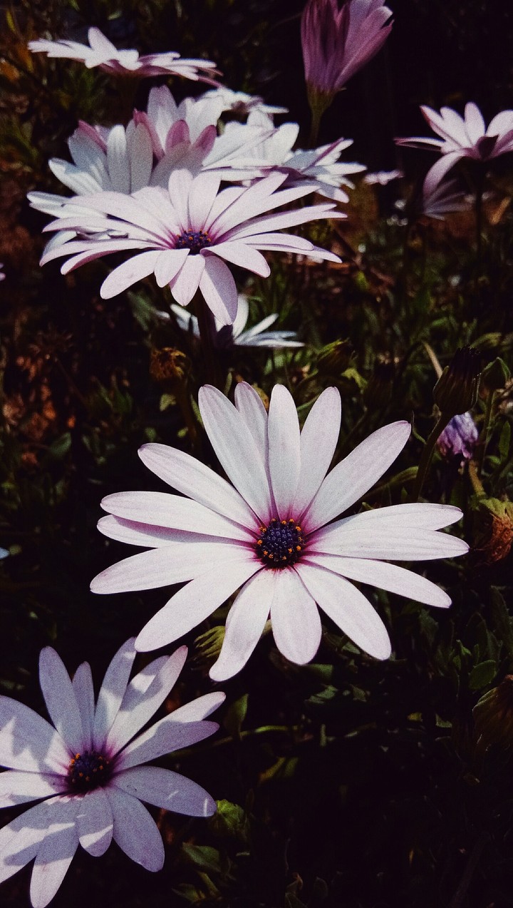 Purple magic...