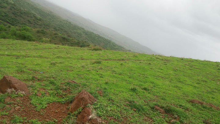 Grass on the hill
