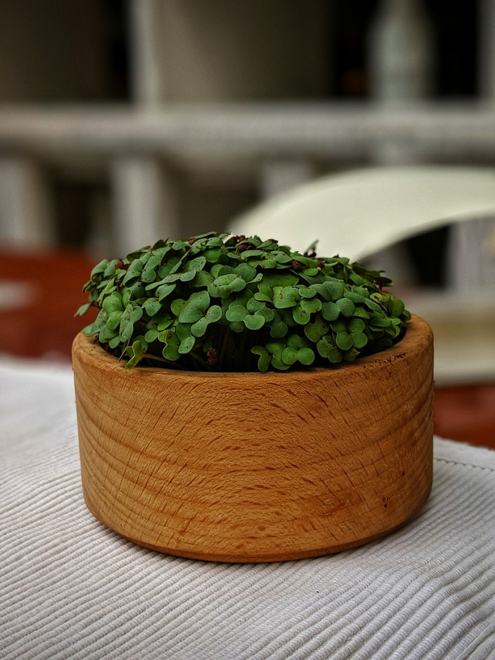 Clover