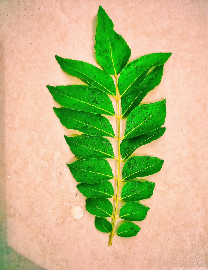 Leaf
