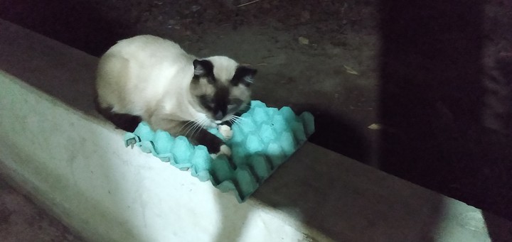 Meowww