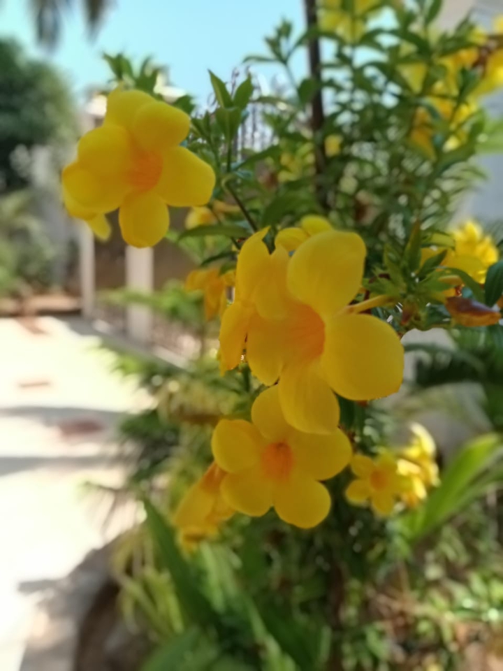 flowers in morning