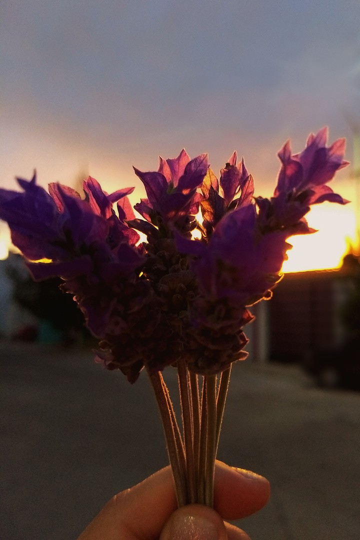 Lavanda