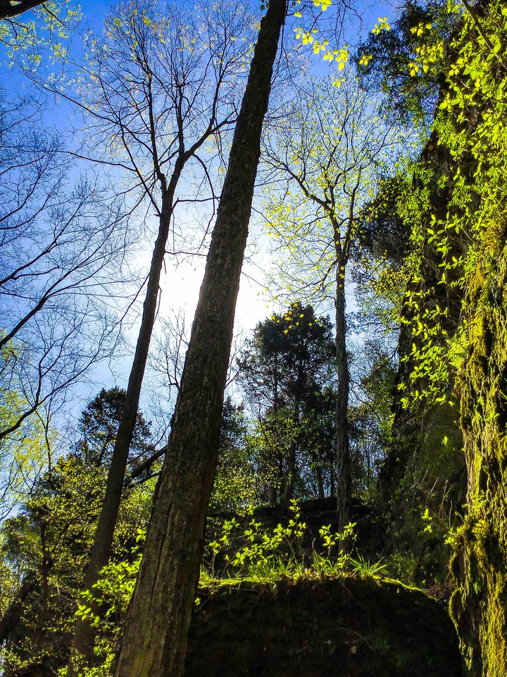Mid Spring Sun
