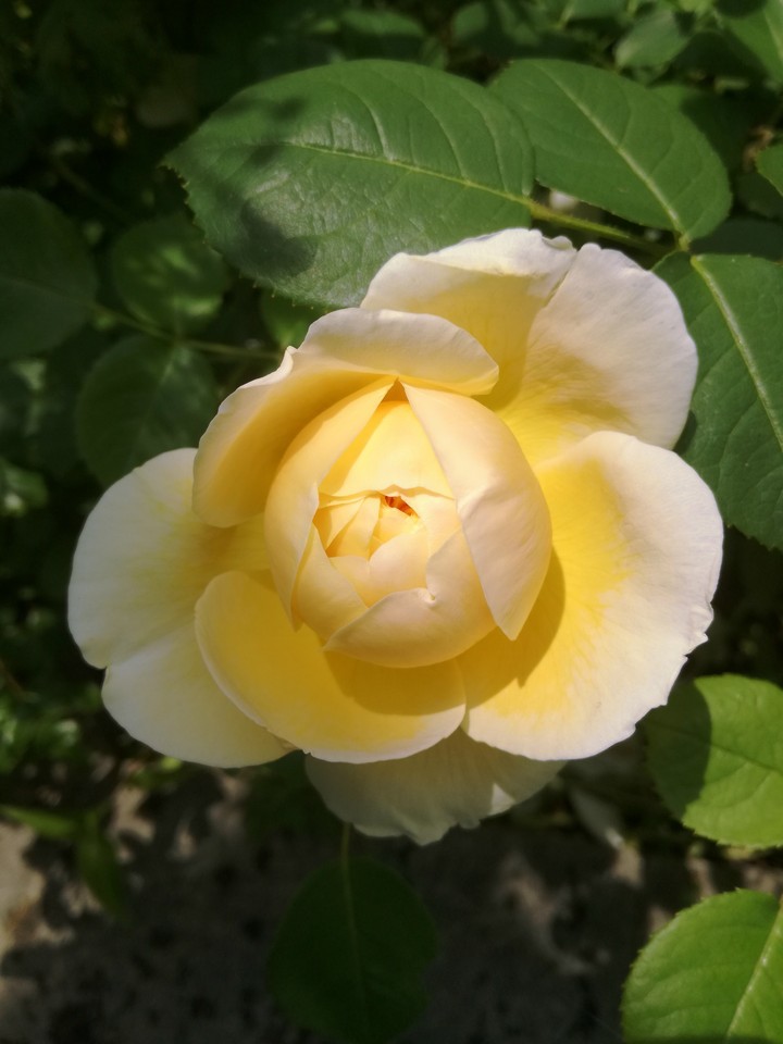 Gelbe Knospe einer Rose