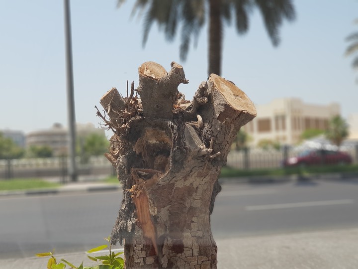 TREE BROKEN