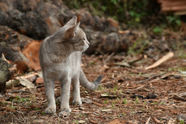 cat in woods