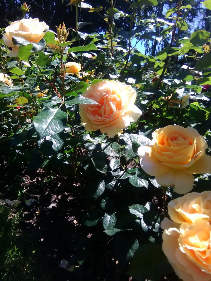 roze