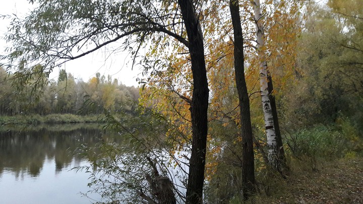 Forest