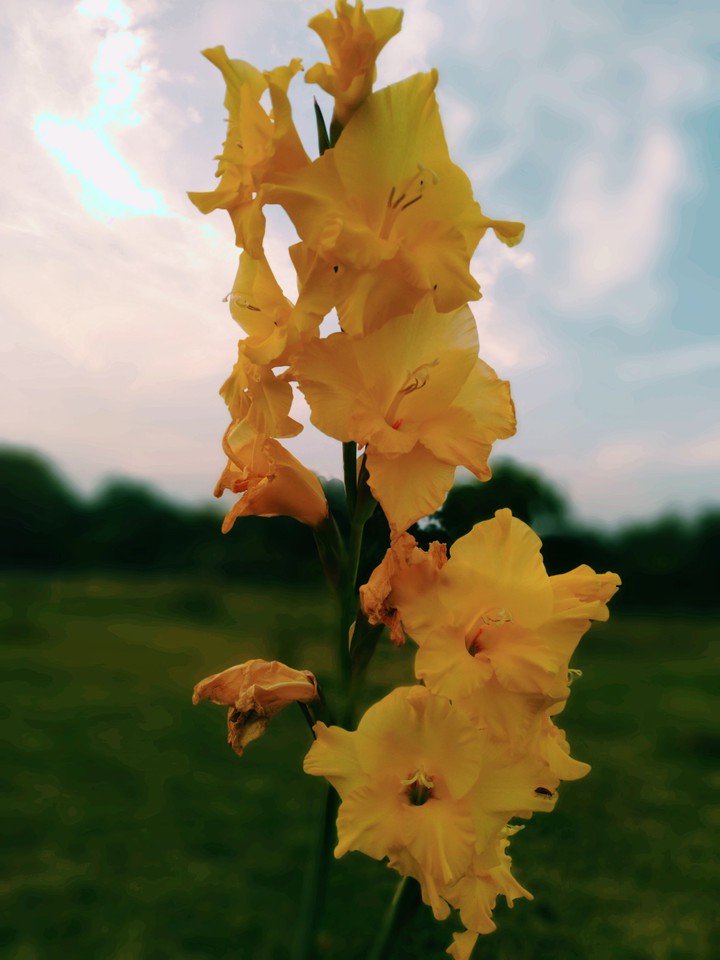 Yellow Flower