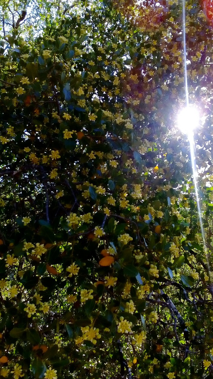 flores