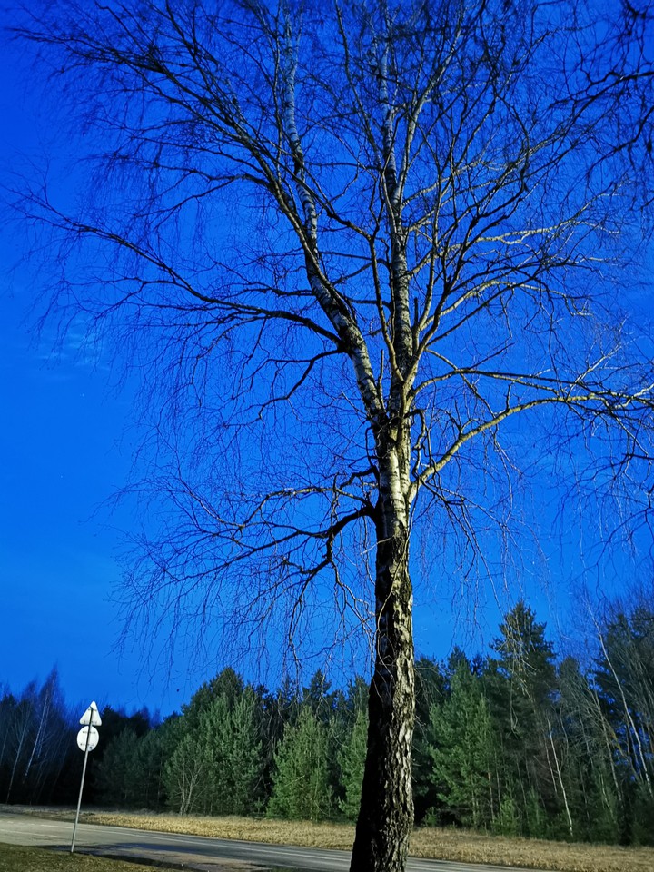 night tree