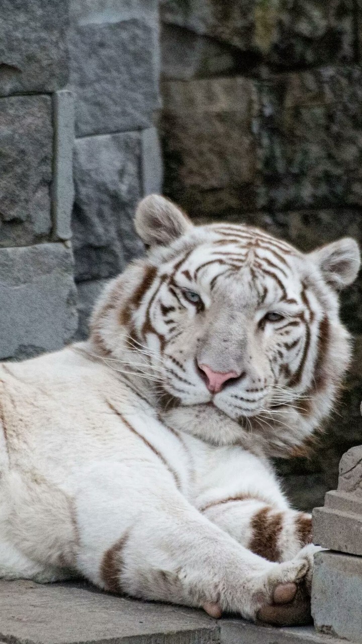 White Tiger