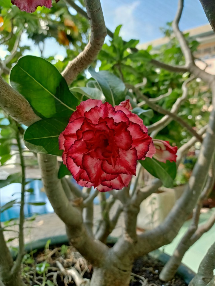 Cưng gê