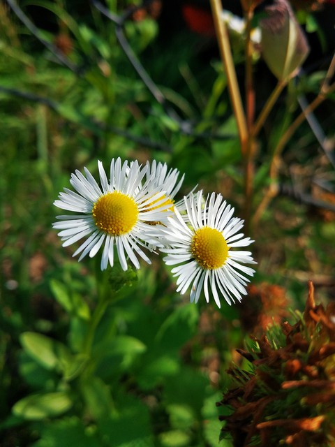 ταπετσαρίες camomile, petal