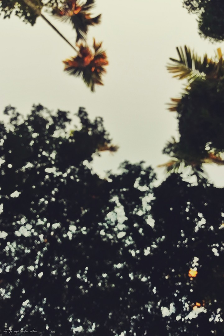 blur trees