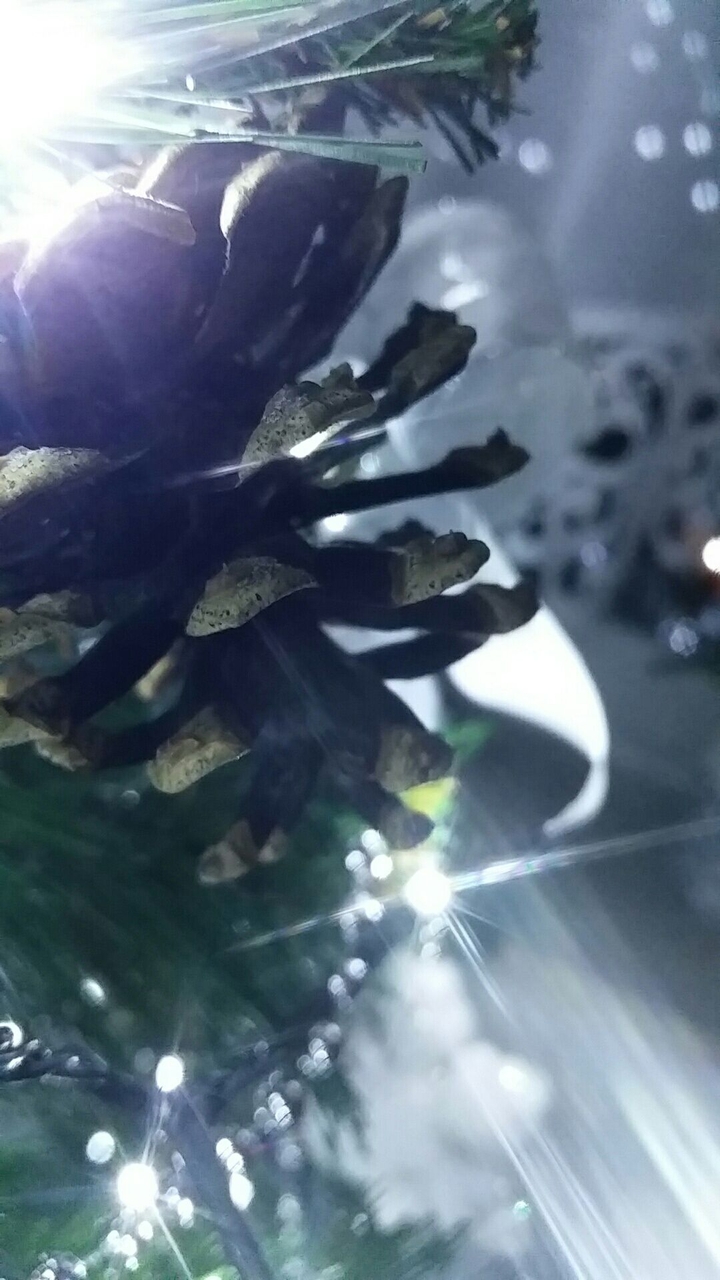 Christmas tree 
