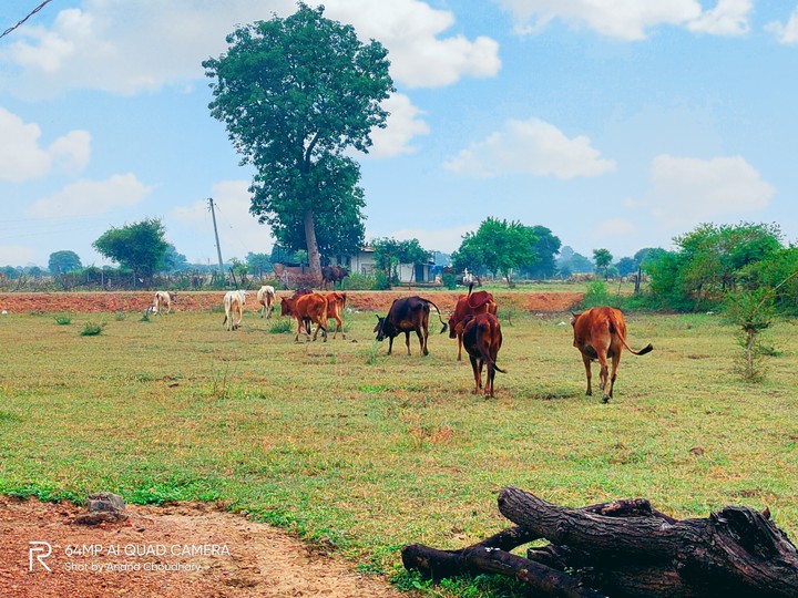 village cows