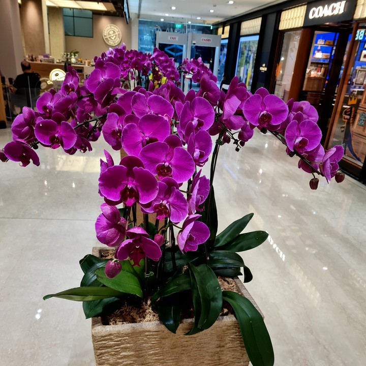 Phalaenopsis orchid