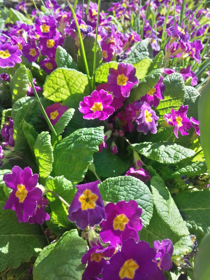 #flowers #spring