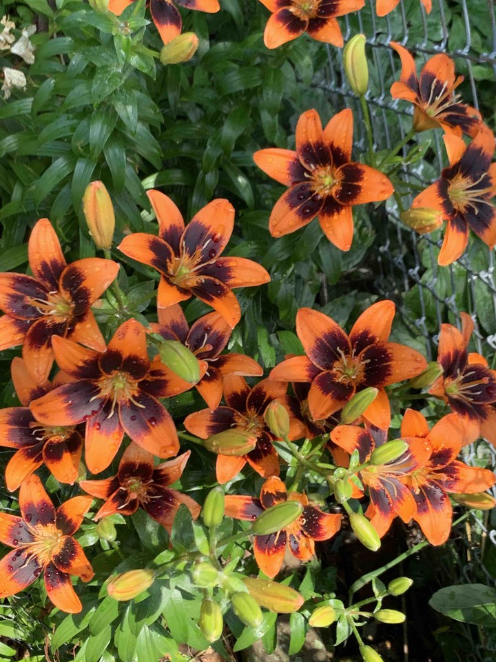 Tiger lily