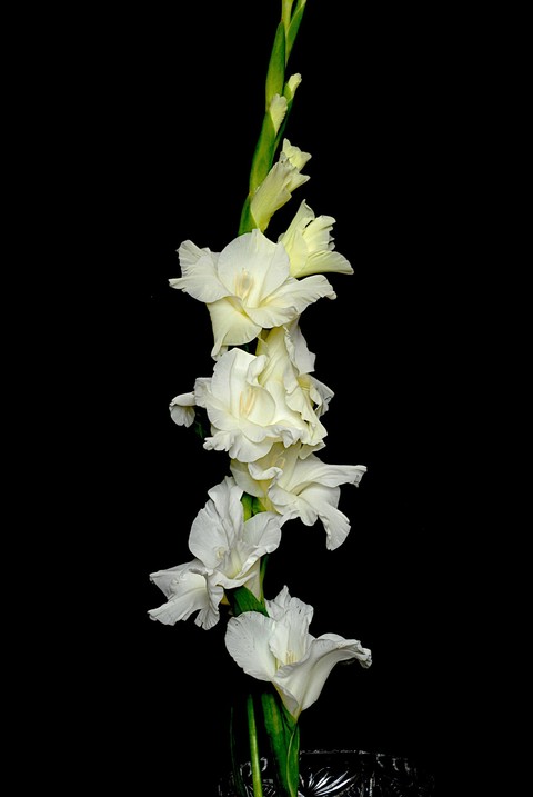hình nền flower, pedicel