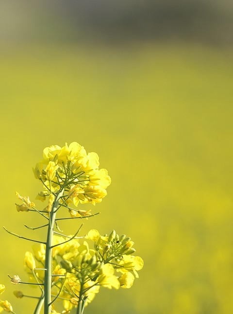 fleur