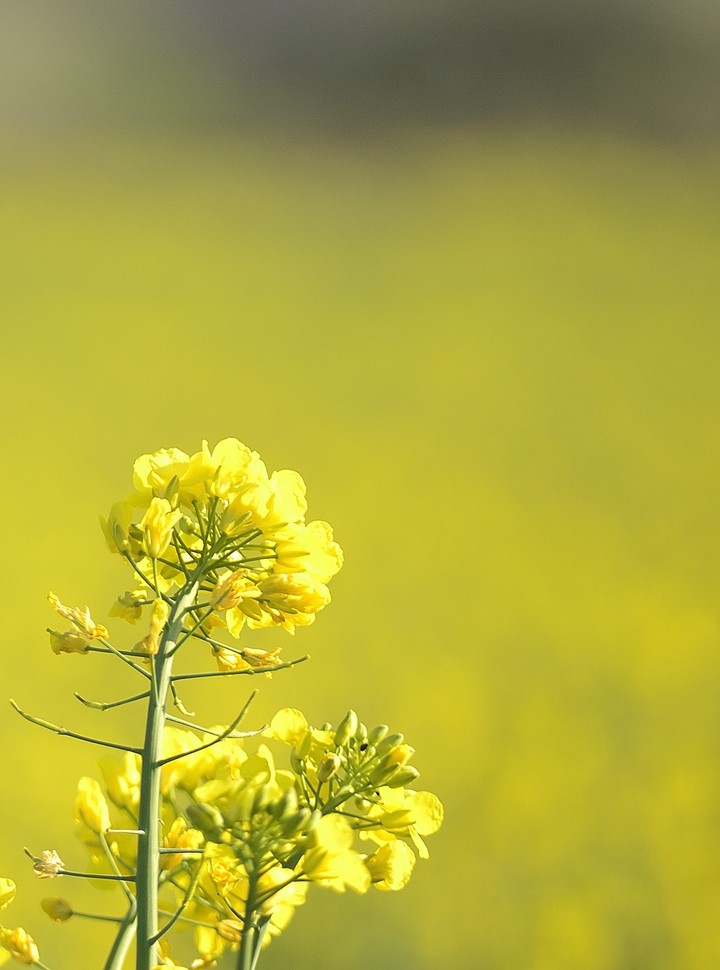 fleur
