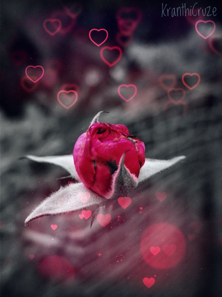 Rose