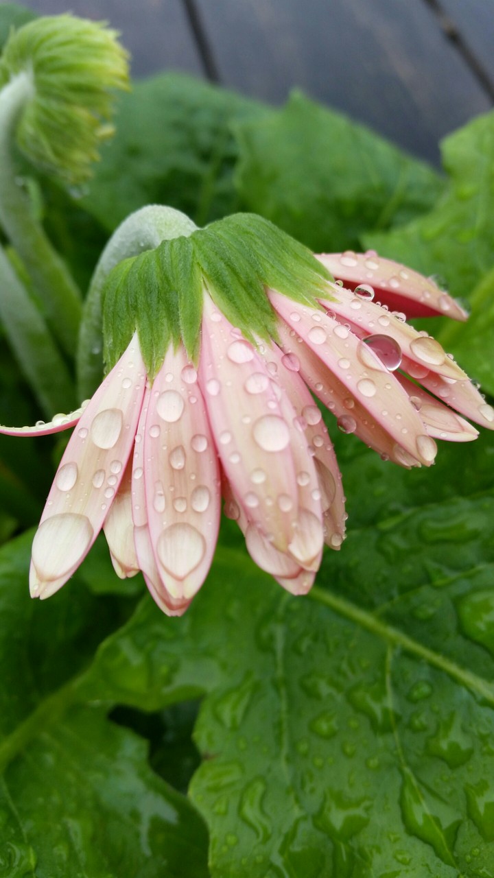 Rain day flower