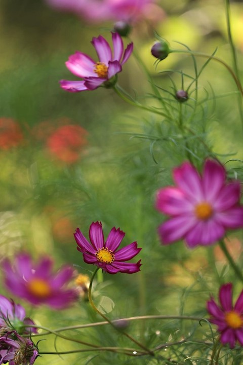 тапети spring, cosmos