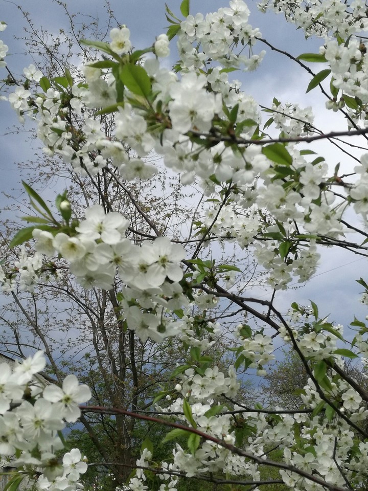spring