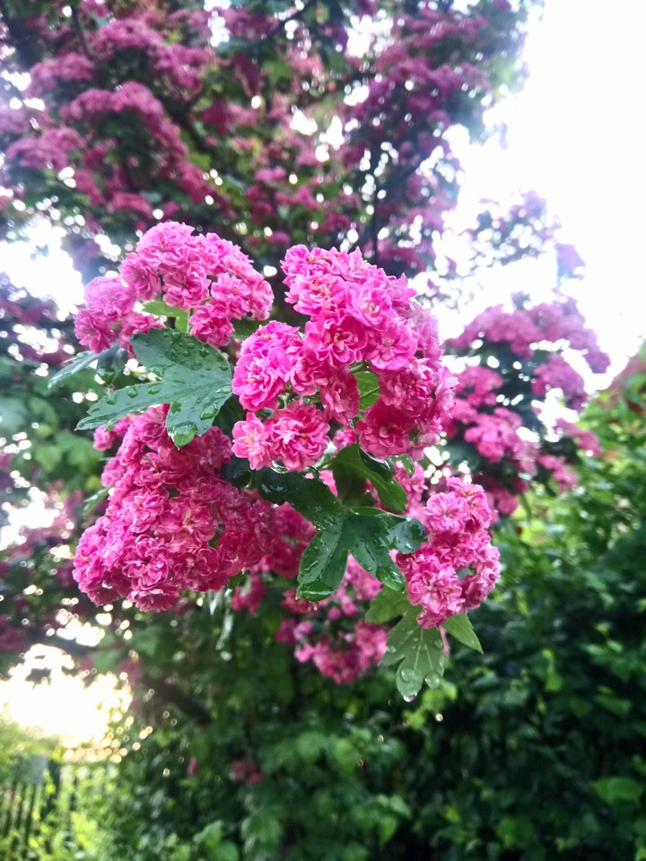 spring
