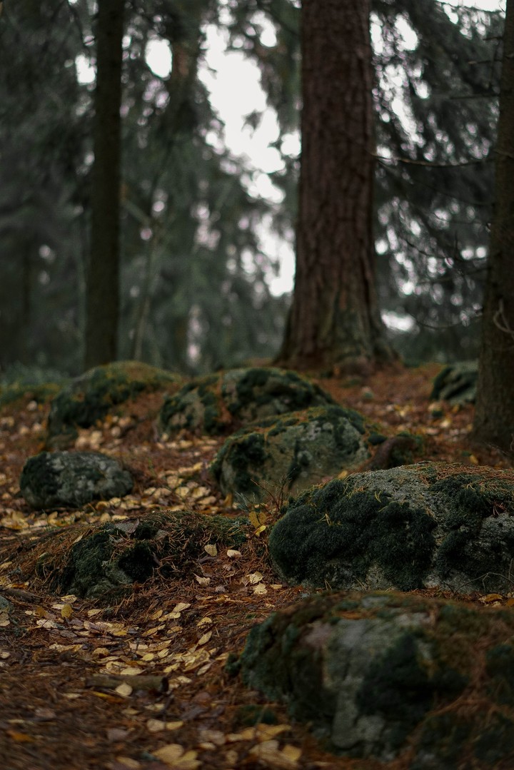 Nature in Finland 