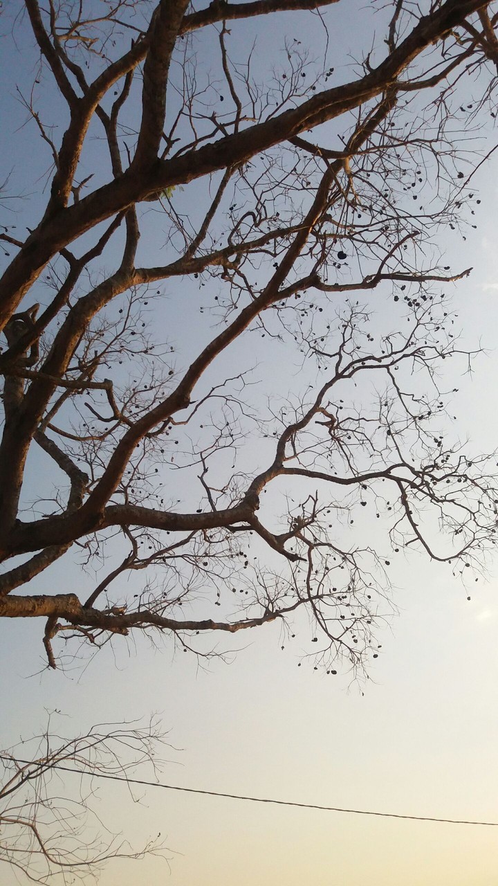 Tree at sunset