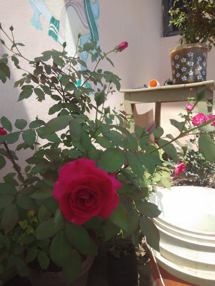 Rose