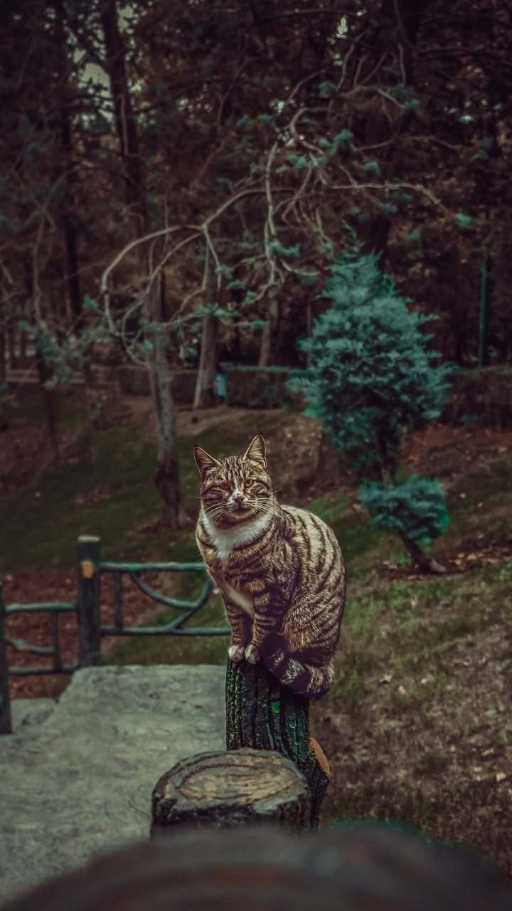 ? cat(: