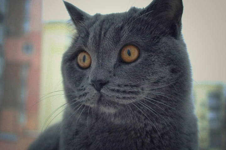 cat