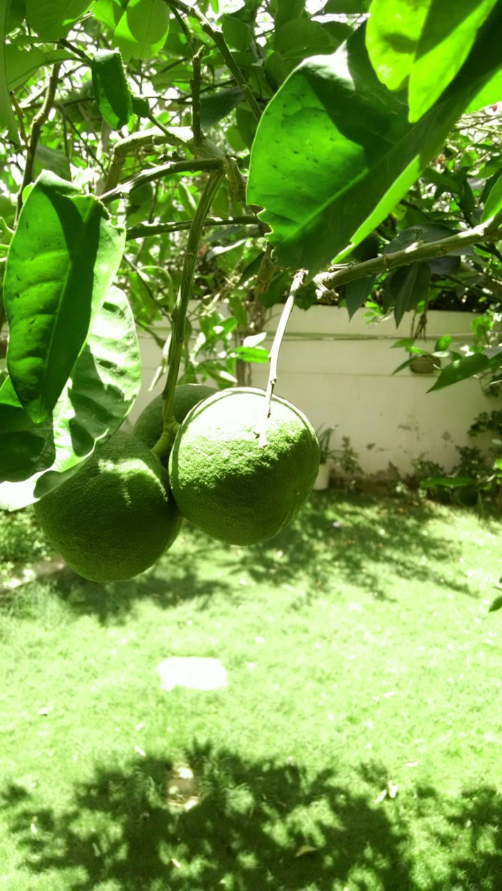 Fruits
