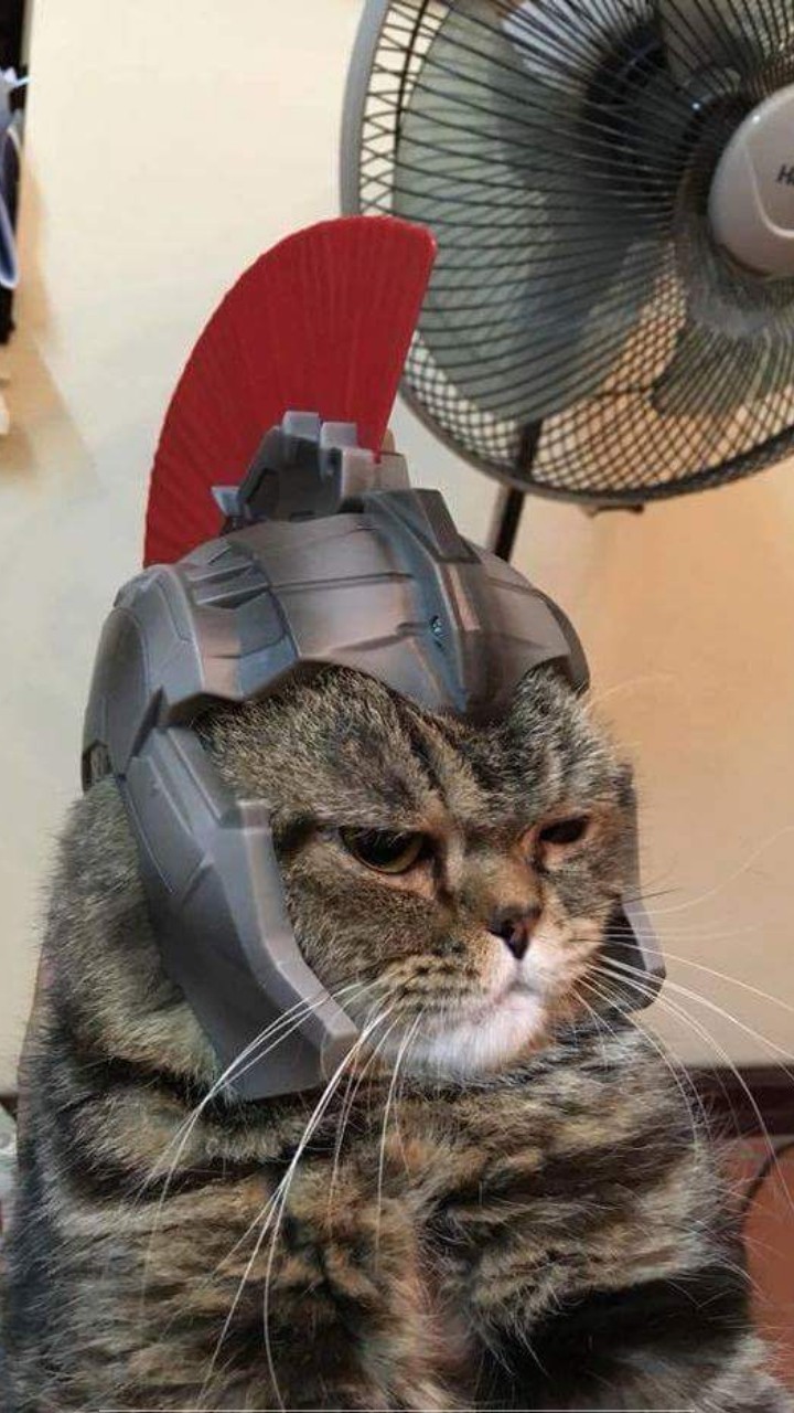 cat