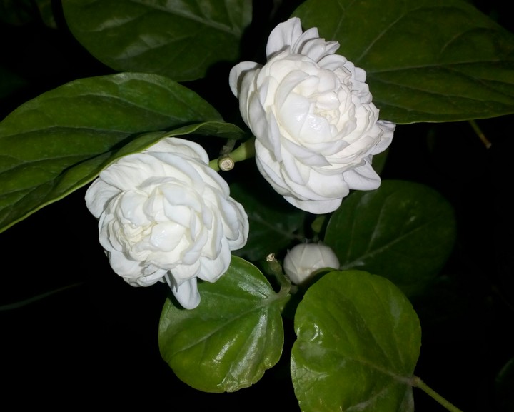 jasmine