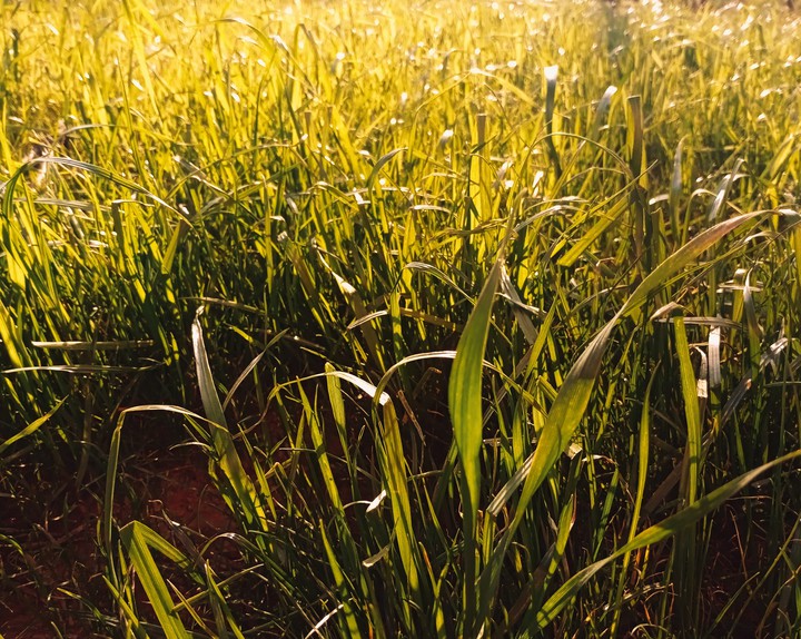grass
