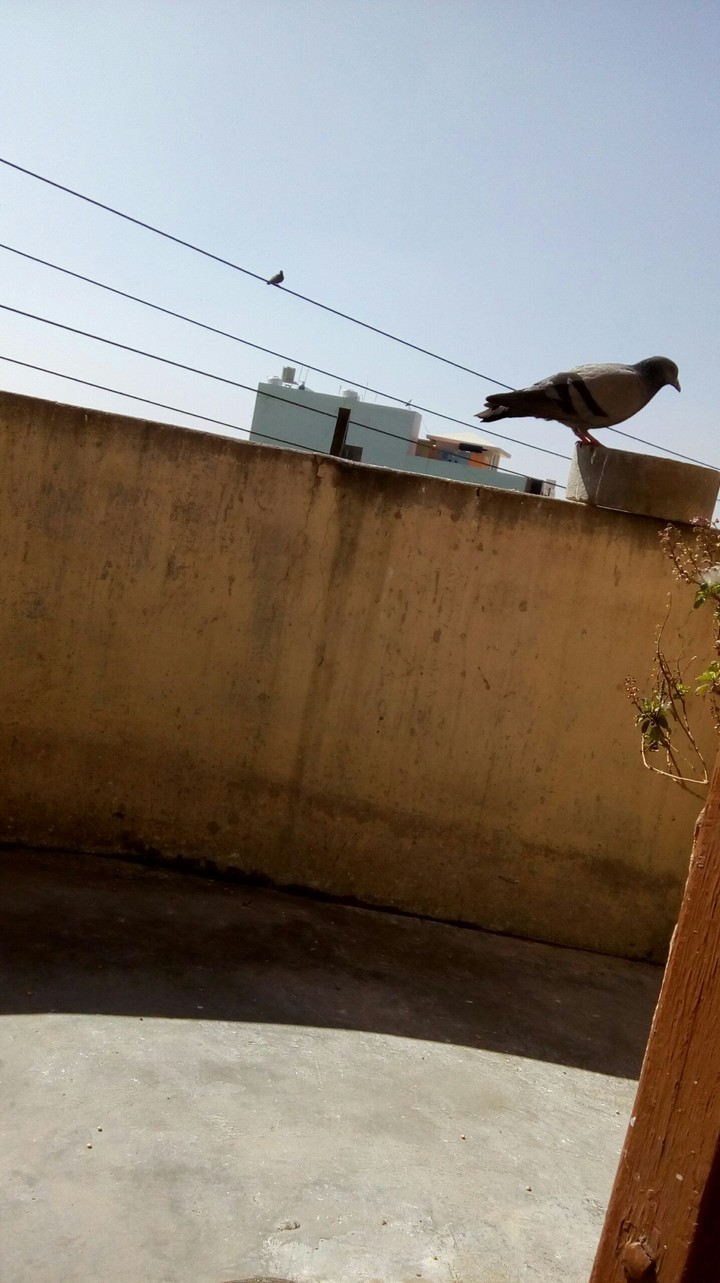 Pigeon eating food