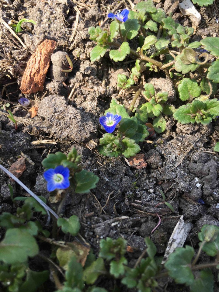 blue flower