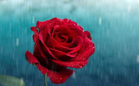 sfondi rose, Water