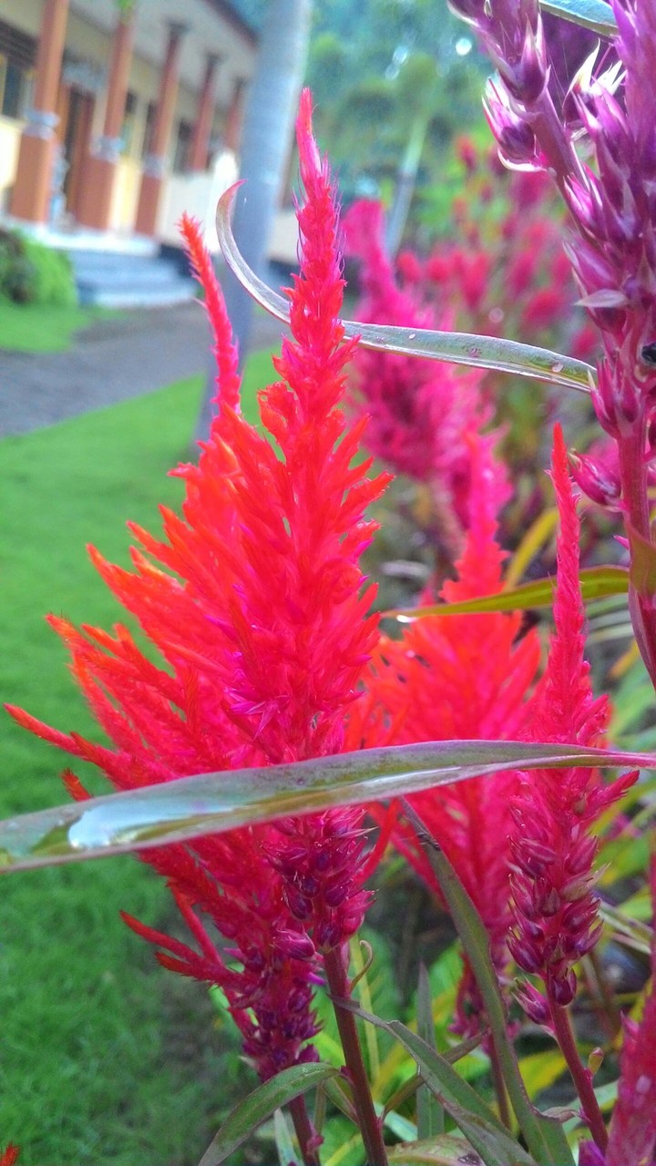 red flower
