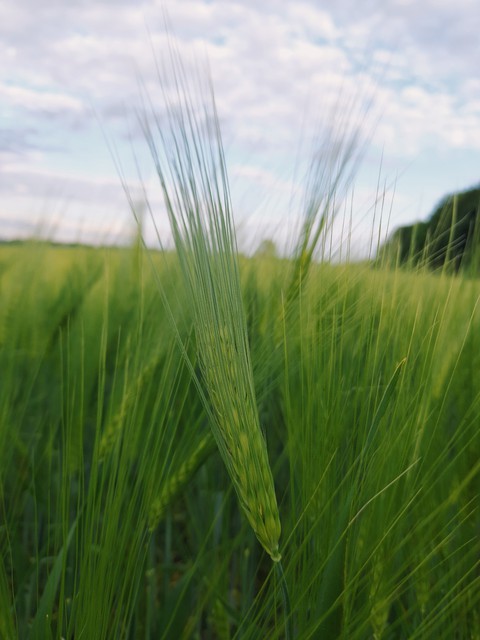 wheat
