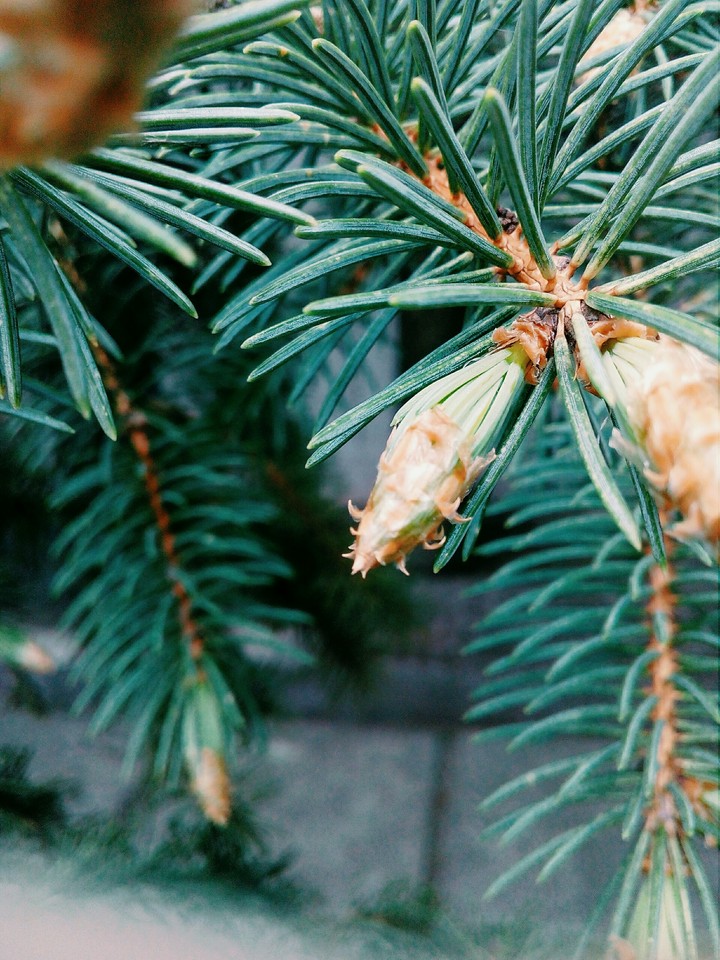 tree