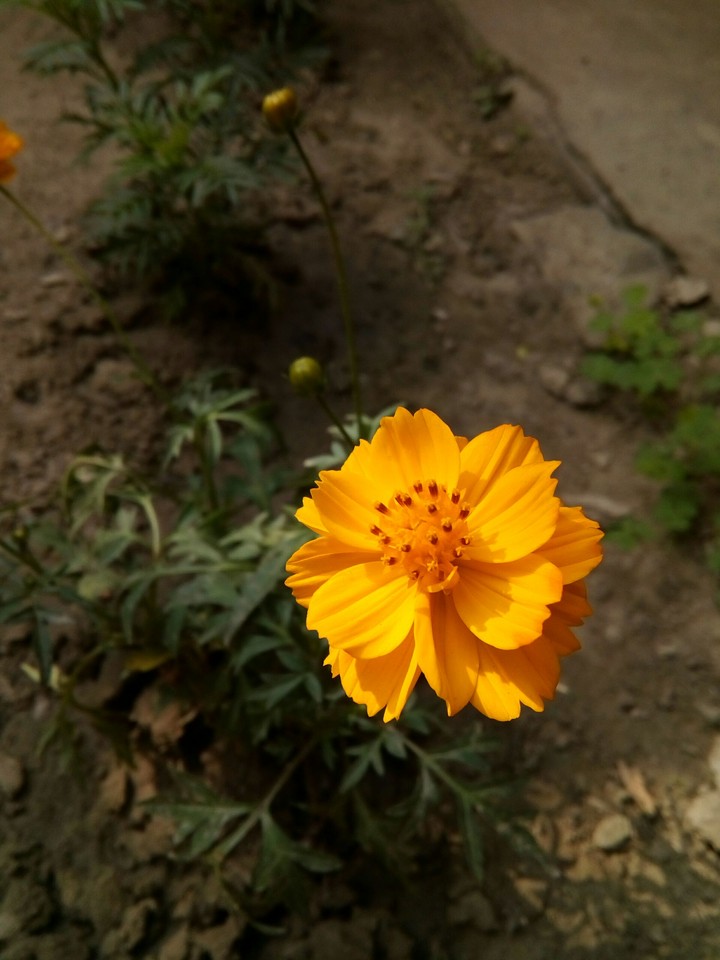 flower